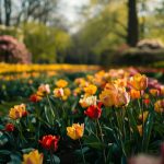 Keukenhof et Amsterdam : deux lieux incontournables des Pays-Bas